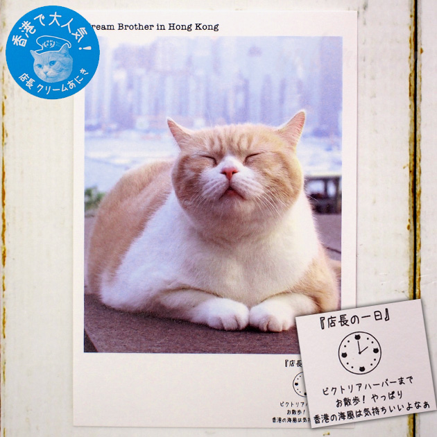 【猫のポストカード】クリームあにき／PM2:00