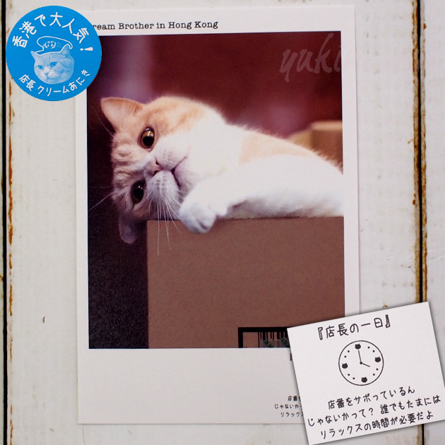 【猫のポストカード】クリームあにき／PM4:00
