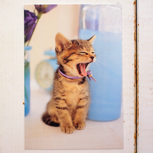 【猫のポストカード】子猫　あくび