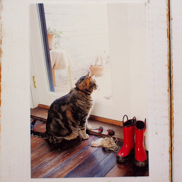 【猫のポストカード】窓辺の猫